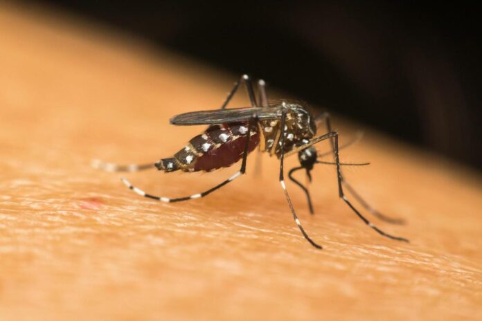 dalla-dengue-alla-west-nile,-in-europa-crescono-le-infezioni-veicolate-dalle-zanzare